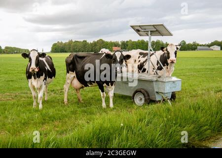 Dutch group of cows outside during sunny Spring weather in the Netherlands Noordoostpolder Flevoland Stock Photo