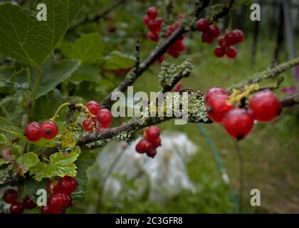 Closeup shot of silver buffaloberry on the tree Stock Photo