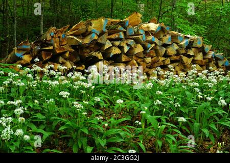 wood garlic in the deciduous forest, Stock Photo