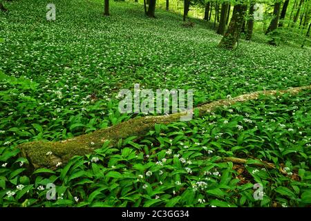 wood garlic in the deciduous forest, Stock Photo