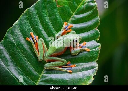 Wallace's flying frogs, frogs, tree frogs on twigs Stock Photo