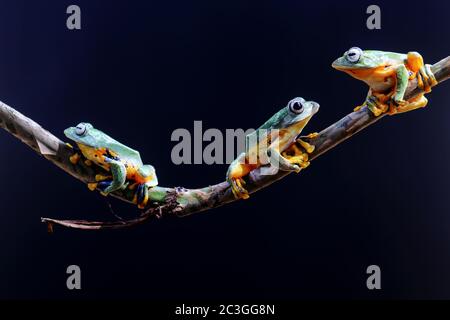 Wallace's flying frogs, frogs, tree frogs on twigs Stock Photo