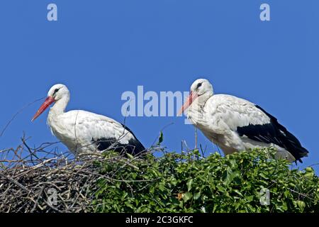 White Stork adult birds on the aerie Stock Photo