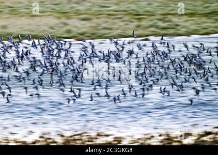 Dunlin flock of birds in basic plumage Stock Photo