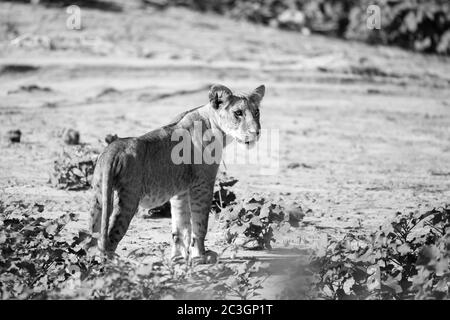 One lion walks through the savannah in Kenya Stock Photo