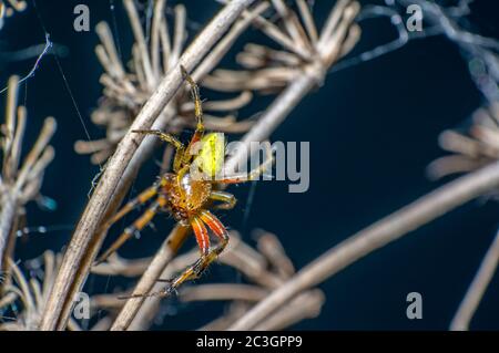 little spider in the green nature season garden Stock Photo