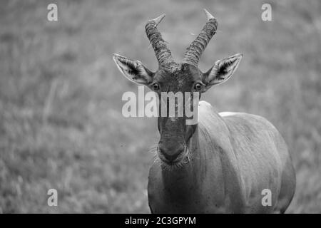 A Topi antelope in the grassland of Kenya's savannah Stock Photo