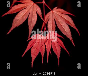 red maple leaf on black for natural background Stock Photo