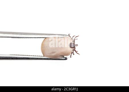 Tick (Ixodes ricinus) isolated on white Stock Photo