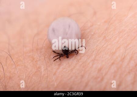 Tick (Ixodes ricinus) isolated on white Stock Photo