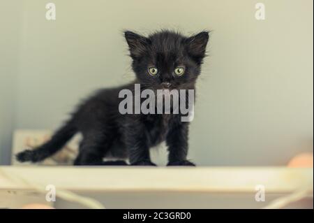 black kitten stands on white shelves Stock Photo