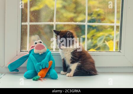 Black and white kitten sitting near a blue toy Stock Photo