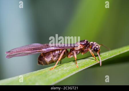 little fly ant on blade of grass Stock Photo