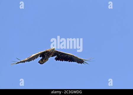White-tailed Eagle juvenile in flight / Haliaeetus albicilla Stock Photo