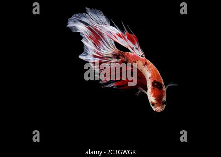 Colourful Betta fish,Siamese fighting fish in movement isolated on black background Stock Photo