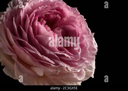 Pretty Pink rose on a black background Stock Photo
