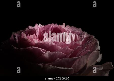 Pretty Pink rose on a black background Stock Photo