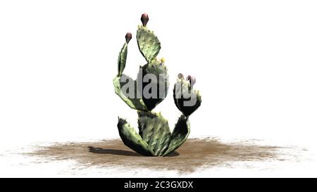 Prickly pear cactus plant with flower buds - isolated on white background