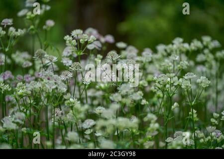 Astrantia major, the great masterwort flowers in full bloom Stock Photo