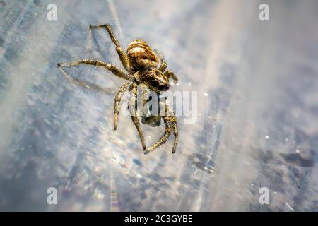 tiny zebra jumping spider in summer nature Stock Photo