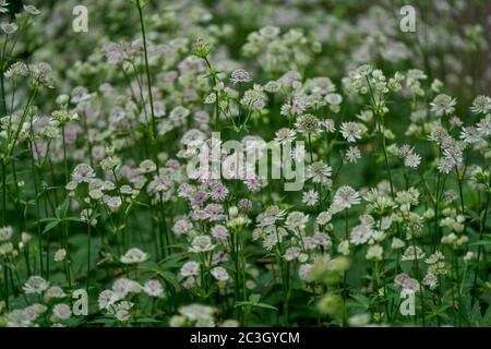 Astrantia major, the great masterwort flowers in full bloom Stock Photo