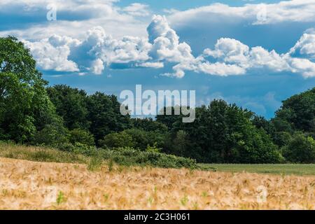 View over a rye field to a grove in front of storm clouds in June.