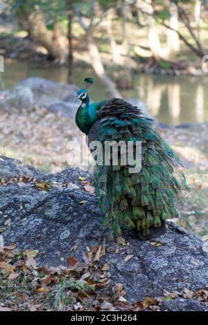 beautiful vibrant peacock standing on rock hill mountain background Stock Photo