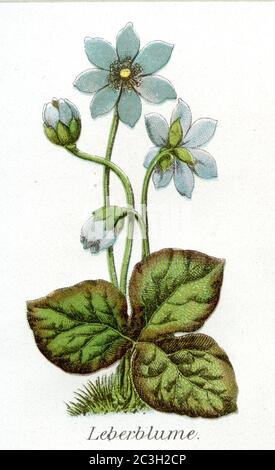 liverwort / Hepatica nobilis, Syn.: Anemone hepatica, Hepatica triloba / Leberblümchen  / Health book, 1911) Stock Photo