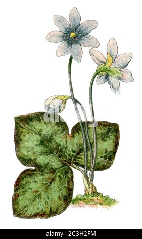 liverwort / Hepatica nobilis, Syn.: Anemone hepatica, Hepatica triloba / Leberblümchen  / botany book, 1900) Stock Photo