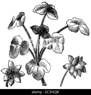 liverwort / Hepatica nobilis, Syn.: Anemone hepatica, Hepatica triloba / Leberblümchen (biology book, 1898) Stock Photo