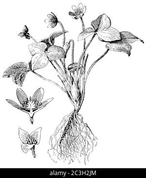 liverwort / Hepatica nobilis, Syn.: Anemone hepatica, Hepatica triloba / Leberblümchen (botany book, 1909) Stock Photo