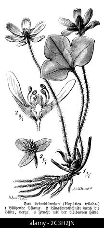 liverwort / Hepatica nobilis, Syn.: Anemone hepatica, Hepatica triloba / Leberblümchen (botany book, 1888) Stock Photo