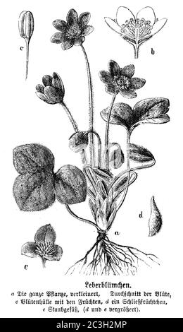 liverwort / Hepatica nobilis, Syn.: Anemone hepatica, Hepatica triloba / Leberblümchen (, ) Stock Photo