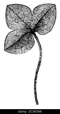 liverwort / Hepatica nobilis, Syn.: Anemone hepatica, Hepatica triloba / Leberblümchen (botany book, 1897) Stock Photo