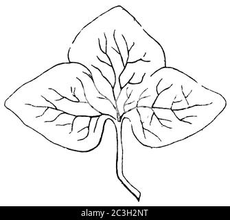 liverwort / Hepatica nobilis, Syn.: Anemone hepatica, Hepatica triloba / Leberblümchen (botany book, 1875) Stock Photo