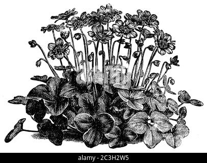 liverwort / Hepatica nobilis, Syn.: Anemone hepatica, Hepatica triloba / Leberblümchen (garden book, 1877) Stock Photo