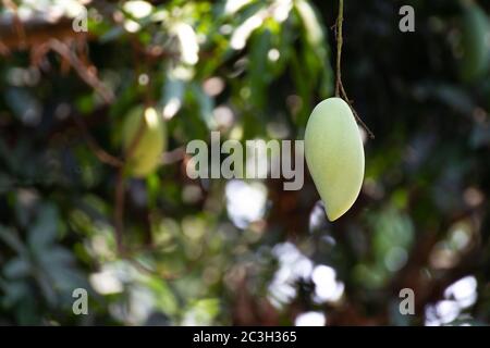 Mango ready for picking on Mango farm, Barracuda Mango on tree in organic farm Stock Photo