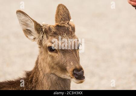 Closeup shot of a beautiful deer with a blurred background Stock Photo