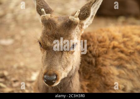 Closeup shot of a beautiful deer with a blurred background Stock Photo