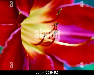 Garden with beautiful big blooming lilies Stock Photo