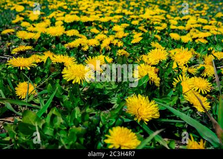 Dandelion blossom in green grass on the field. Spring time concept with blooming dandelion. Stock Photo