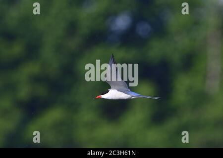 Common tern in flight Stock Photo