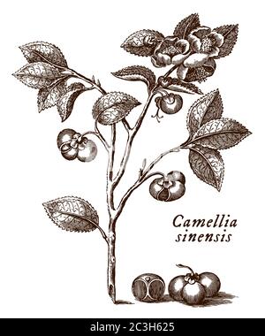 Branch with leaves, flowers and seeds of the tea plant with depicted scientific name camellia sinensis, after an engraving from the 18th century Stock Vector