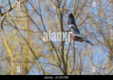 woodpigeon (columba palumbus) in flight with branch in beak Stock Photo