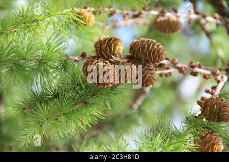 Pine cones on branches. Brown pine cone of pine tree. Growing cones close up. Larch cones growing Stock Photo