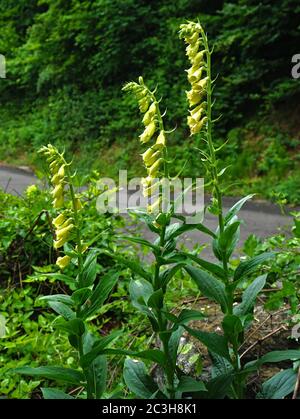 big-flowered foxglove, yellow perennial foxglove,  yellow foxglove, Digitalis grandiflora, Stock Photo