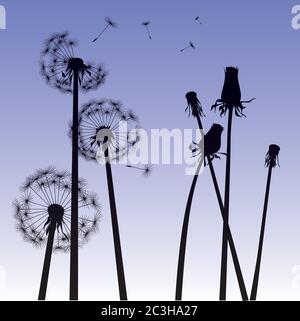 Dandelion on colour background. Vector illustration. EPS file. Stock Vector
