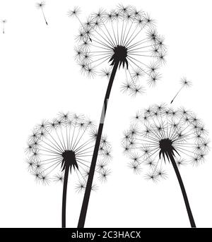 Black dandelion on white background. Vector Illustration. Stock Vector