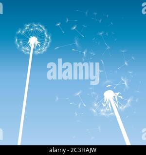 Dandelion on colour background. Vector illustration. EPS file. Stock Vector