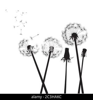 Dandelion composition. Vector Illustration. EPS file. Stock Vector